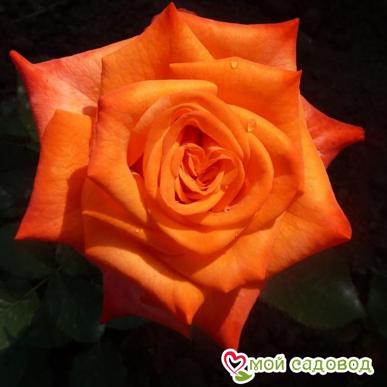 Роза чайно-гибридная Верано