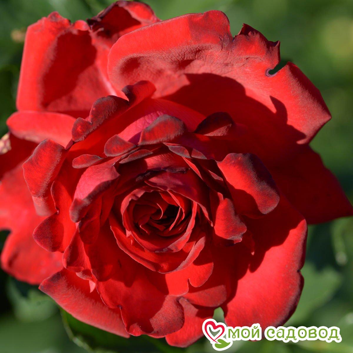 Роза чайно-гибридная Мадам Дельбар