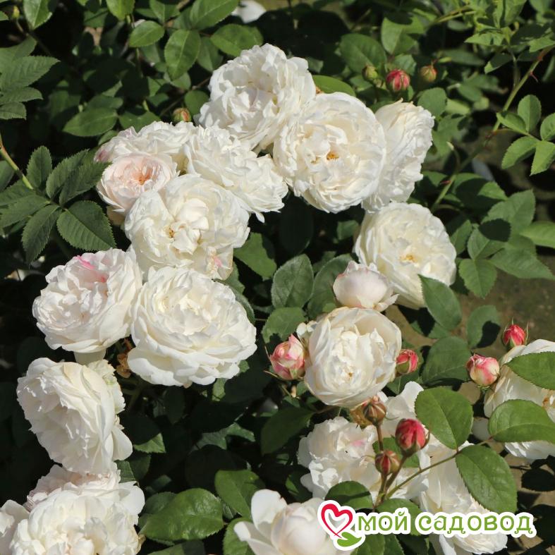 Роза Винчестер Кафедрал