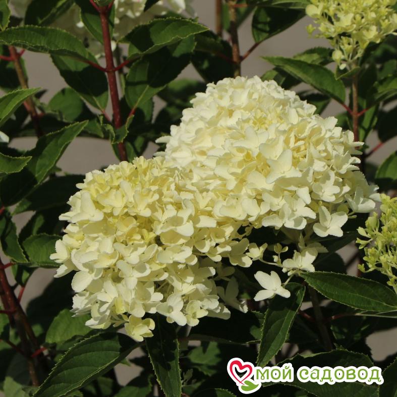 Гортензия метельчатая Би Хеппи ЗКС