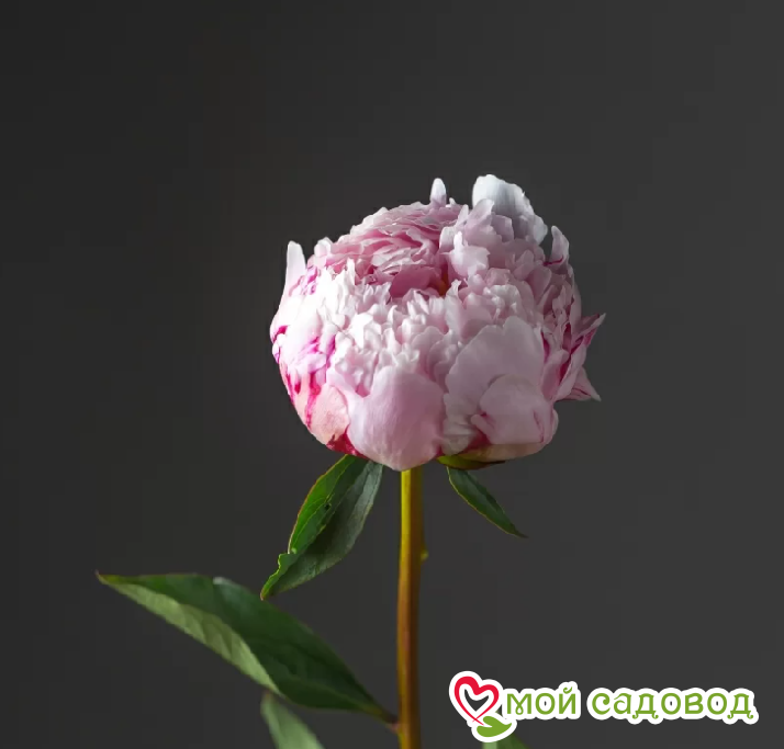 Пион травянистый Сара Бернар