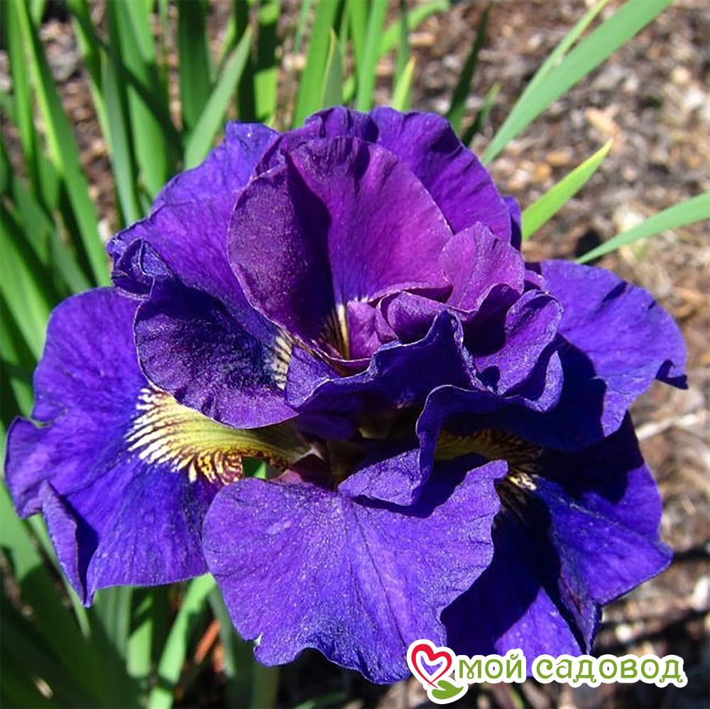 ИРИС СИБИРСКИЙ КОНКОРД КРАШ