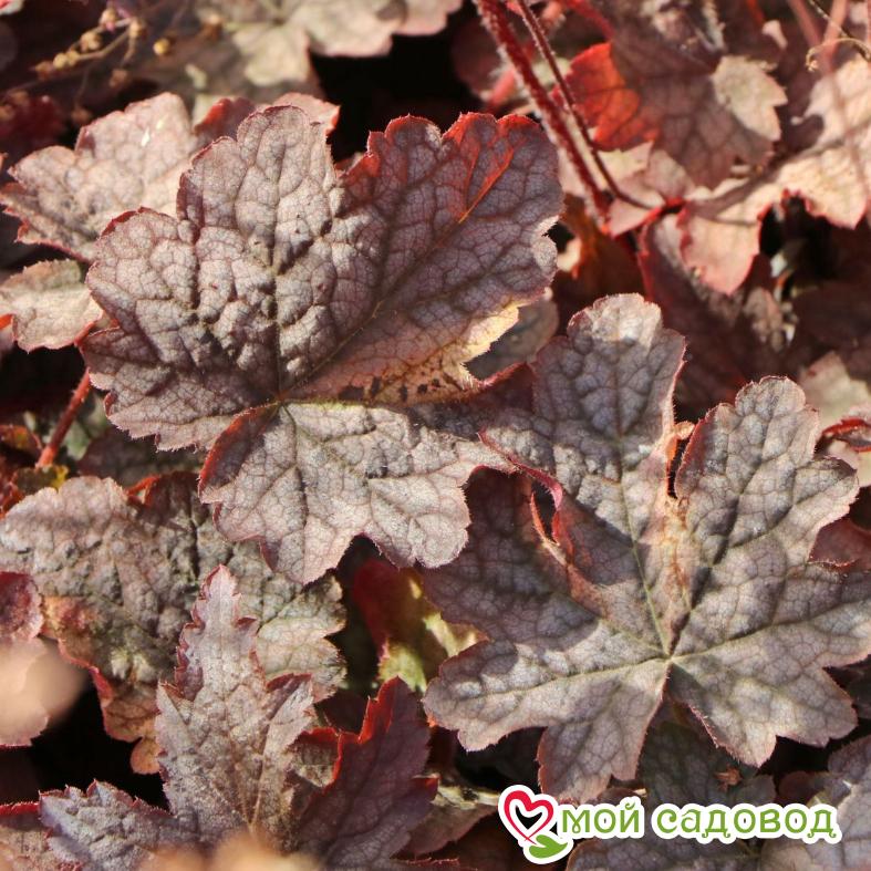 Гейхера Инфинити