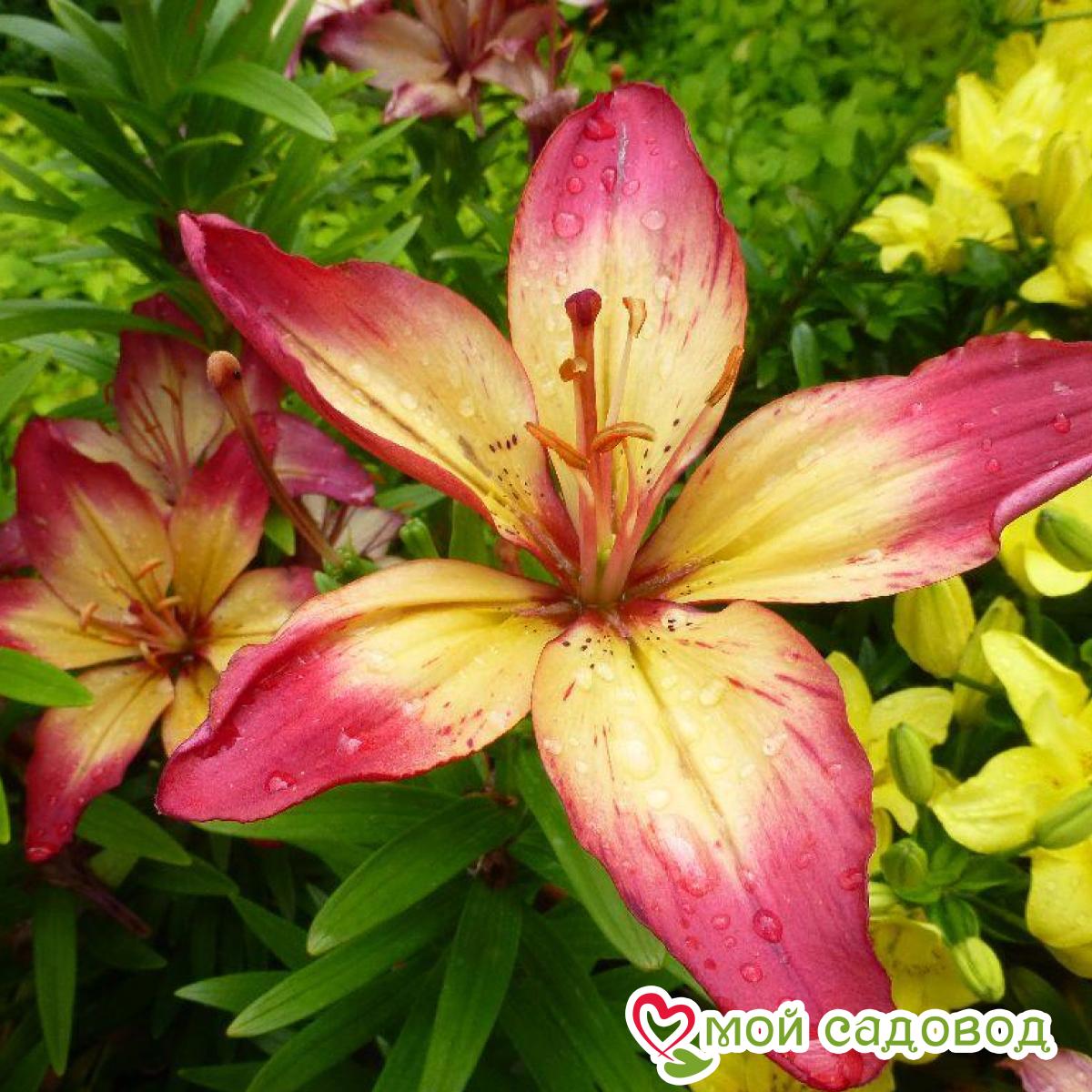 Лилия азиатская Хатстрингс