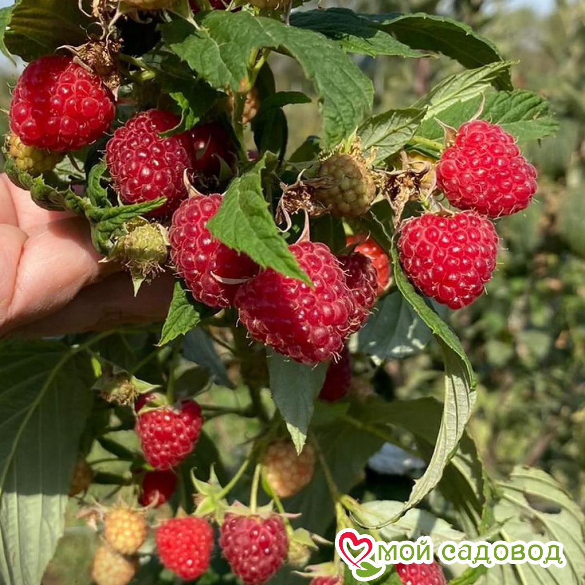 Малина Карамелька ремонтантная