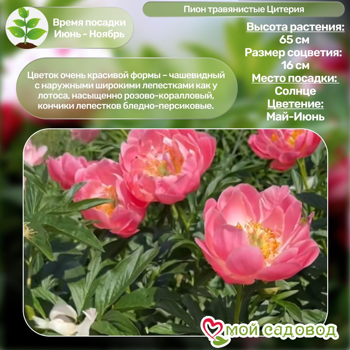 Комплект Пионов - Яркий сад!