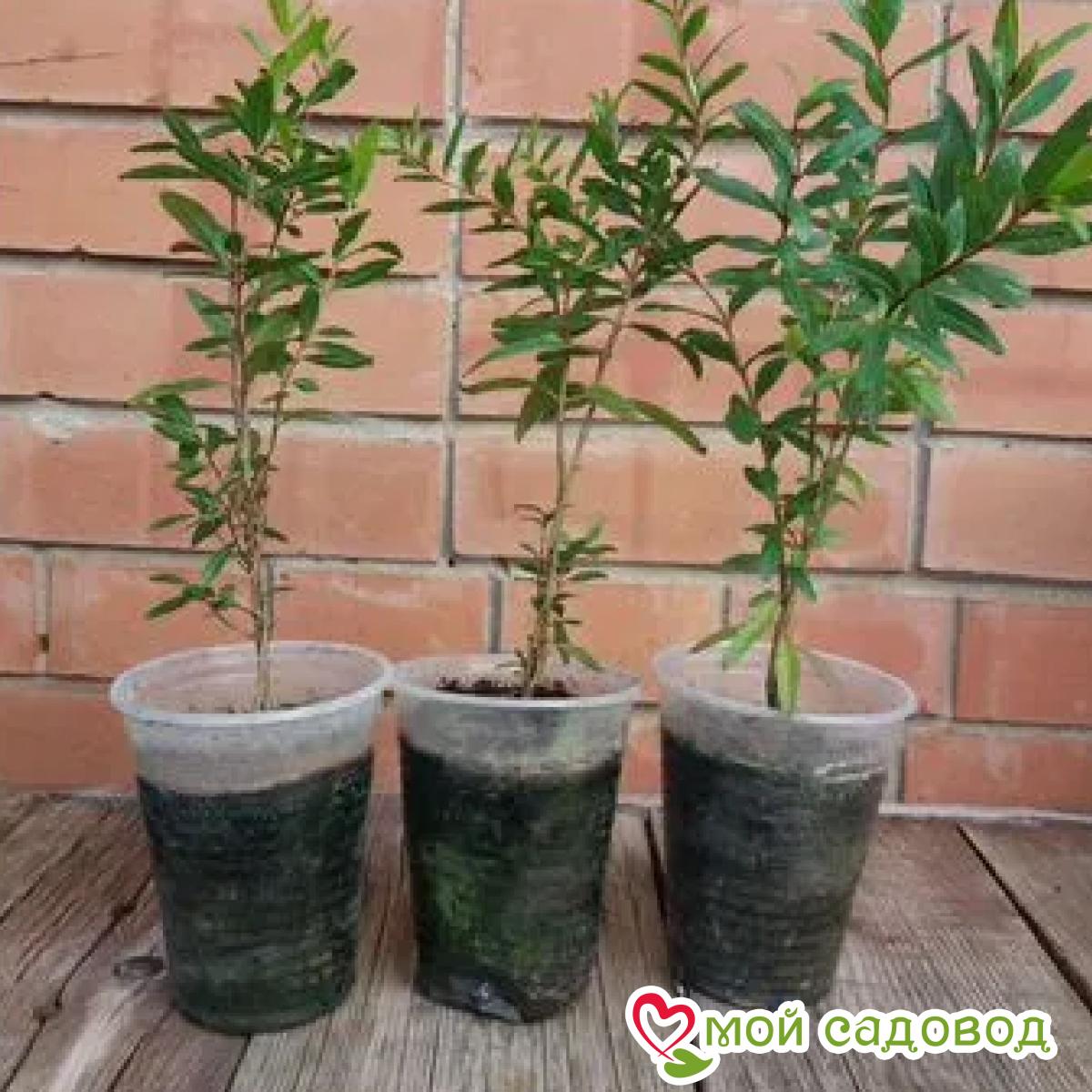 Гранат Тайны сада