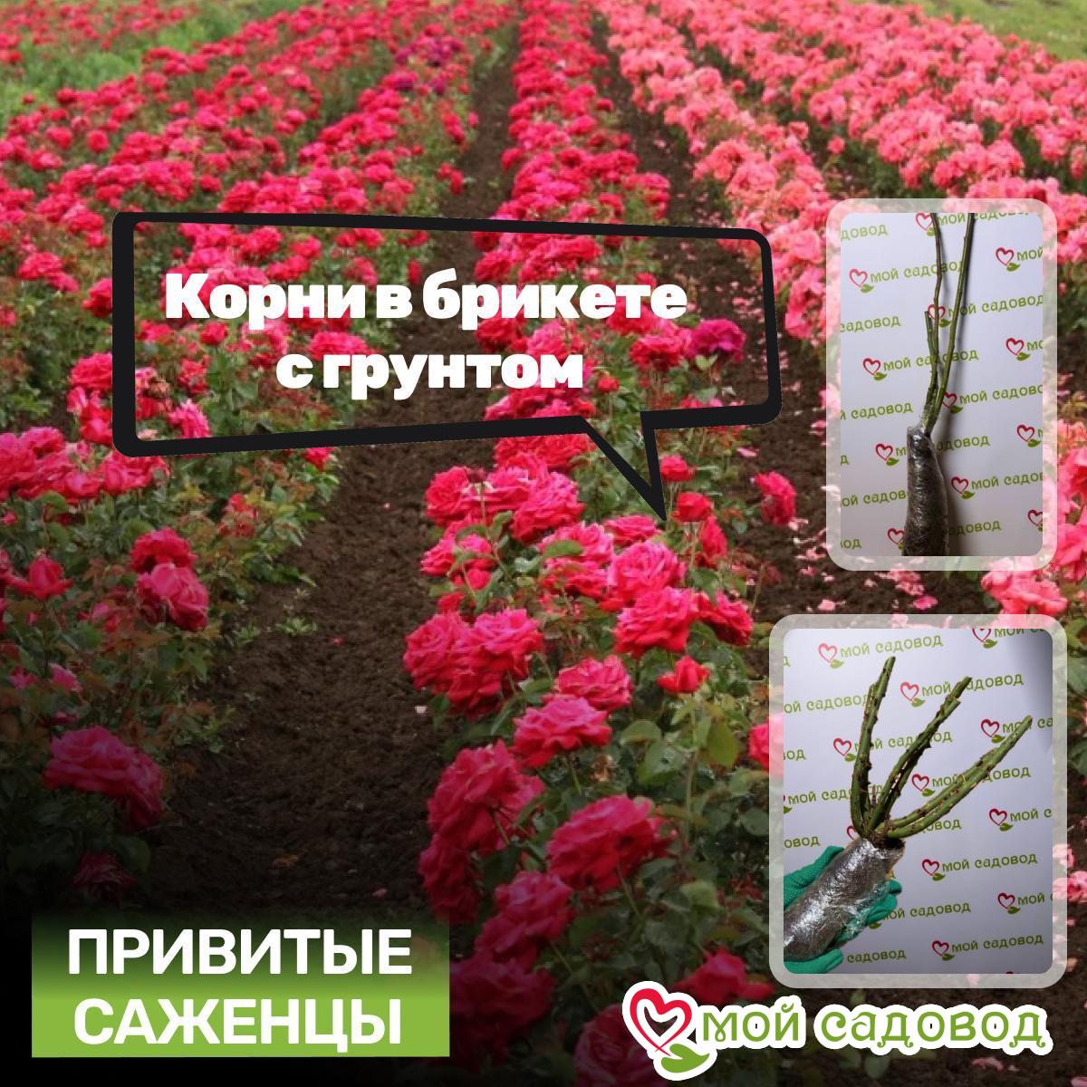 Роза Флорибунда Оушен Бриз